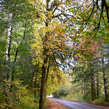 bigleaf maple trees along road, Lepisto Road end, North Fork Lincoln Creek, Lewis County, Washington