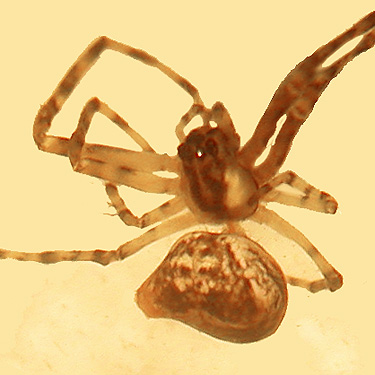 juvenile spider Metellina mimetoides from Lepisto Road end, North Fork Lincoln Creek, Lewis County, Washington