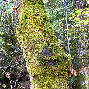 mossy maple trunk, Lepisto Road end, North Fork Lincoln Creek, Lewis County, Washington