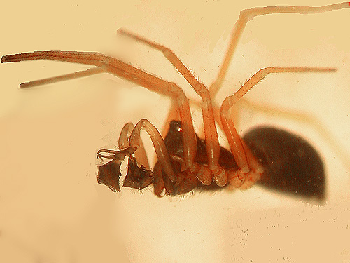 male microspider Spirembolus mundus, Lepisto Road-North Fork Lincoln Creek area, Lewis County, Washington