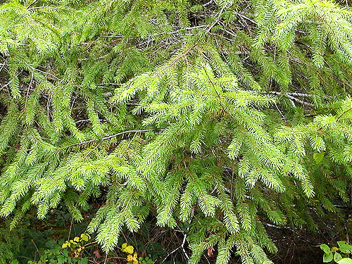 Douglas-fir foliage, Lepisto Road-North Fork Lincoln Creek area, Lewis County, Washington
