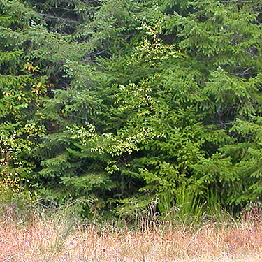 conifer foliage beyond gate, Lepisto Road-North Fork Lincoln Creek area, Lewis County, Washington