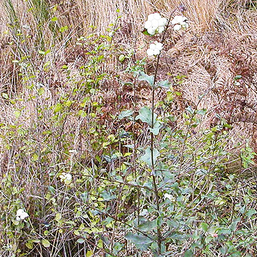 Symphoricarpos albus fruiting snowberry, Lepisto Road end, North Fork Lincoln Creek, Lewis County, Washington
