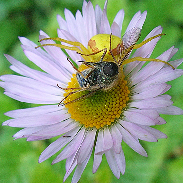 spider Misumena vatia with bee fly prey in first high meadow on Little Wenatchee Trail, Chelan County, Washington