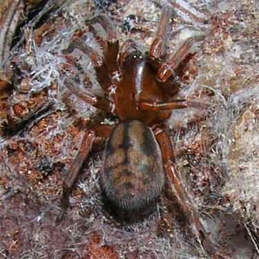 juvenile Callobius spider under Abies bark, first large meadow on Little Wenatchee Trail, Chelan County, Washington