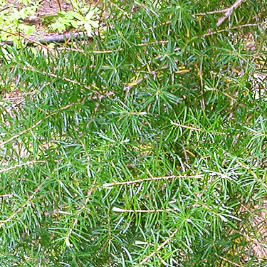 Douglas-fir foliage, Little Wenatchee Ford, Chelan County, Washington