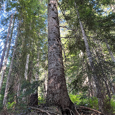 big true fir Abies sp. near first large meadow on Little Wenatchee Trail, Chelan County, Washington