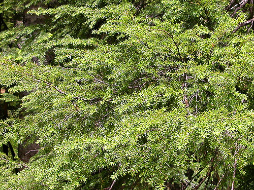 hemlock Tsuga tree foliage, Little Wenatchee Ford, Chelan County, Washington