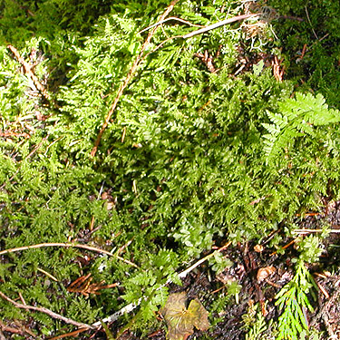 moss along streamlet, near Little Wenatchee Ford trailhead, Chelan County, Washington