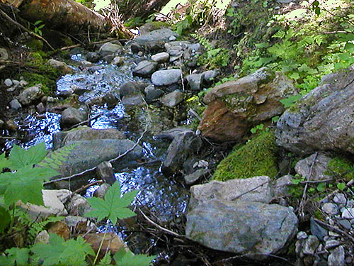 streamlet crossing trail near Little Wenatchee Ford trailhead, Chelan County, Washington