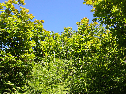 vine maple in first high meadow on Little Wenatchee Trail, Chelan County, Washington