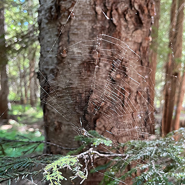 Cyclosa conica web, Little Wenatchee Ford, Chelan County, Washington