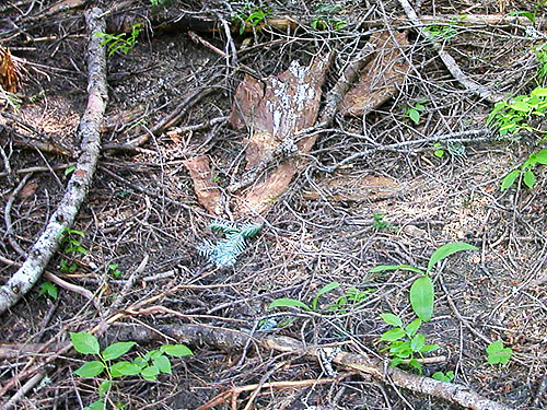 dead wood on forest floor near first large meadow on Little Wenatchee Trail, Chelan County, Washington