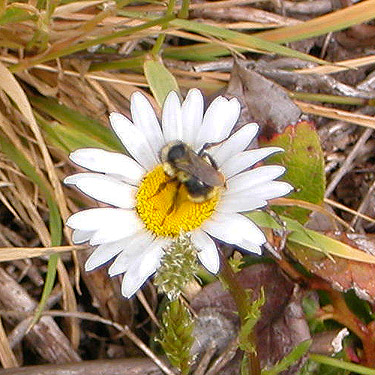 bumble bee on daisy, Lost Prairie, Mason County, Washington