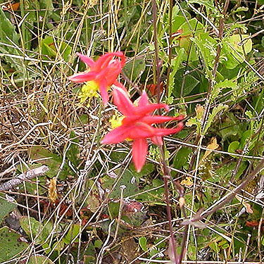 columbine flower, Lost Prairie, Mason County, Washington