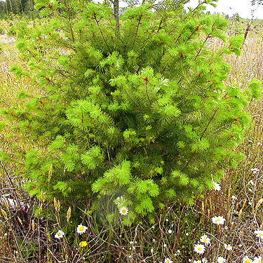 young planted Douglas-fir, Lost Prairie, Mason County, Washington