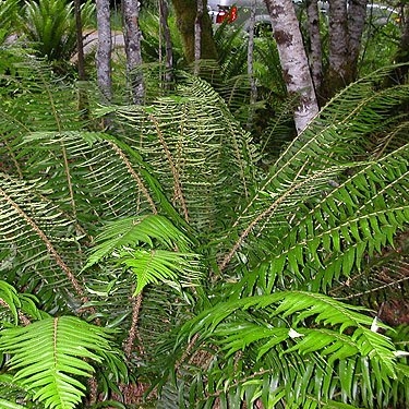sword ferns Polystichum munitum near Lost Lake public access, Mason County, Washington