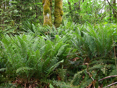 sword fern understory Polystichum munitum near Lost Lake public access, Mason County, Washington