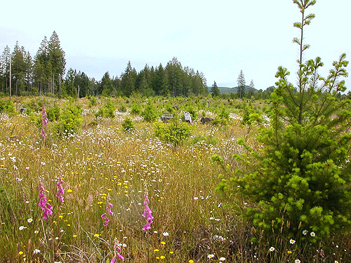 overview shows mainly daisies, catsear & foxglove, Lost Prairie, Mason County, Washington