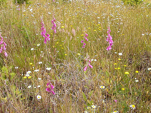 meadow-like habitat, Lost Prairie, Mason County, Washington