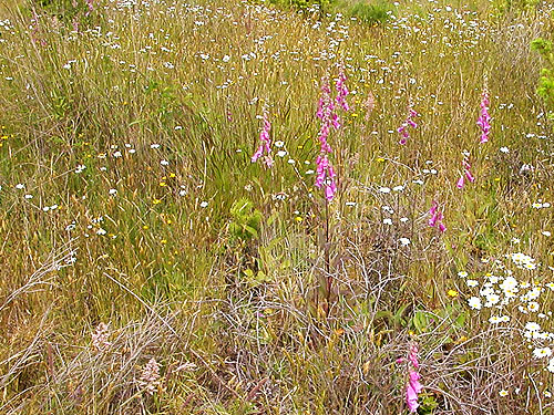 meadow-like habitat, Lost Prairie, Mason County, Washington
