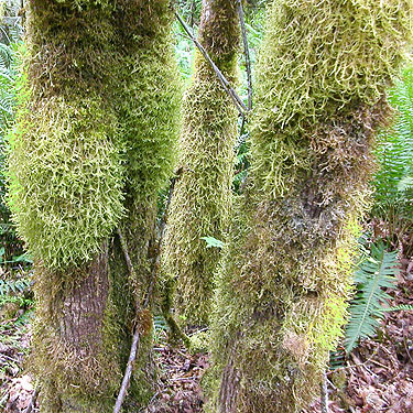 moss on roadside trees, Lost Lake public access, Mason County, Washington