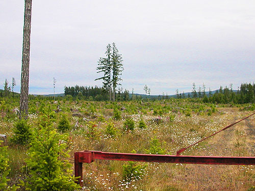 landscape viewed from gate at MP 10, Lost Prairie, Mason County, Washington