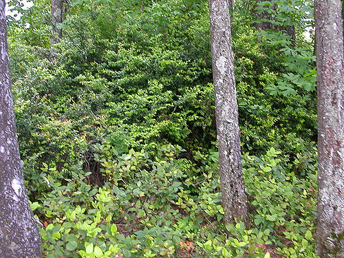 evergreen huckleberry, Vaccinium ovatum, Lost Lake public access, Mason County, Washington