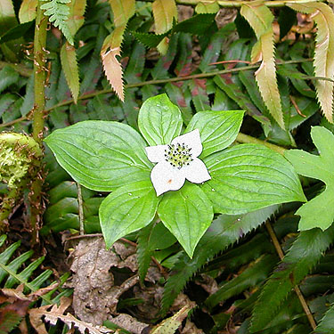 Cornus unalaschkensis plant, Deadfall Creek, Clallam County, Washington