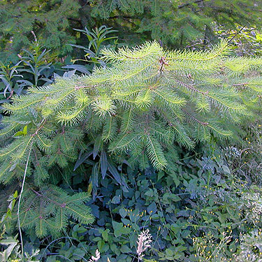 Douglas-fir foliage, clearcut, Penny Creek Road, Jefferson County, Washington