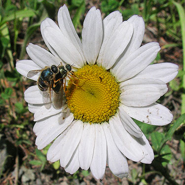 empidid flies mating on a daisy, Deadfall Creek, Clallam County, Washington