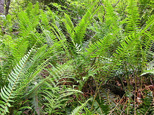 sword fern Polystichum munitum, Deadfall Creek, Clallam County, Washington