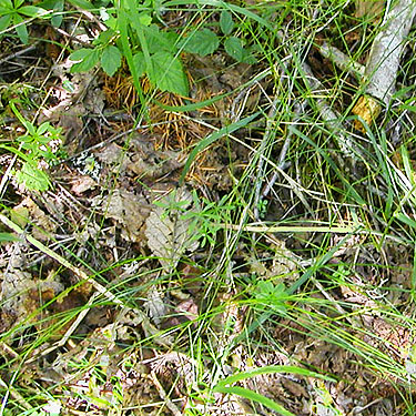 alder leaf litter by Deadfall Creek, Clallam County, Washington