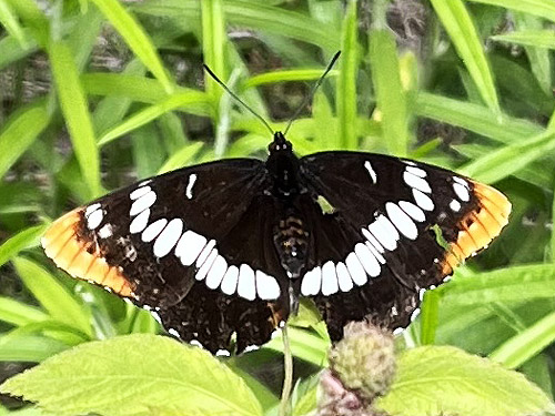 butterfly Limenitis lorquini, Deadfall Creek, Clallam County, Washington