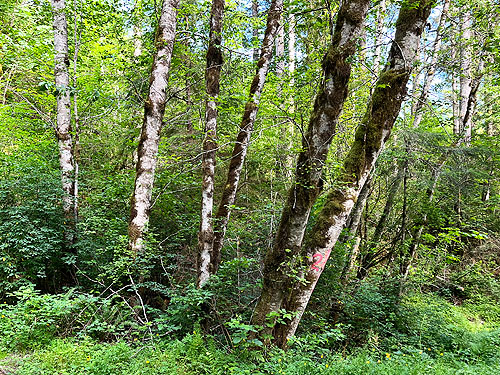 riparian alders, Penny Creek Road, Jefferson County, Washington