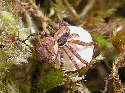 crab spider Xysticus pretiosus with egg sac sifted from moss, Deadfall Creek, Clallam County, Washington