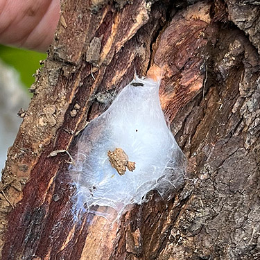 egg retreat of gnaphosid spider Callilepis pluto, clearcut, Penny Creek Road, Jefferson County, Washington