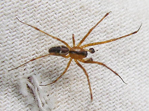 male linyphiid spider Pityohyphantes tacoma, Deadfall Creek, Clallam County, Washington