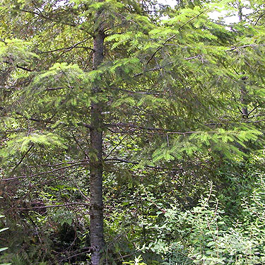 too-high Douglas-fir branches, spider site near Lords Lake, Jefferson County, Washington
