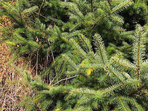 Douglas-fir foliage, Black Creek Road, Grays Harbor County, Washington