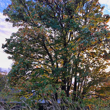 riverside bigleaf maple tree, Kirkwood Memorial  Bridge, Wynoochee River, Washington