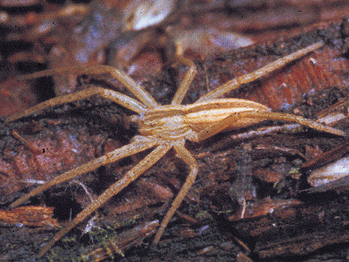 Historic Bob Thomson photo of spider Tibellus oblongus