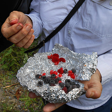 Kathy Whaley holds harvest of berries, upper Lyre River, Clallam County, Washington