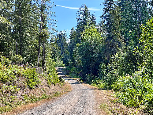 forest road crossing Upper Lyre River, Clallam County, Washington