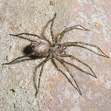 juvenile Calymmaria spider from under rock, Upper Lyre River, Clallam County, Washington