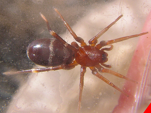 juvenile spider Castaneira longipalpa, Upper Lyre River, Clallam County, Washington