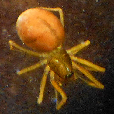 Meioneta darrelli spider from Upper Lyre River, Clallam County, Washington