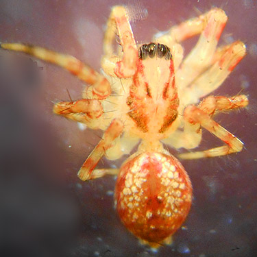 Dirksia cinctipes spider from Upper Lyre River, Clallam County, Washington