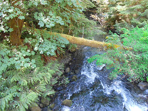 Upper Lyre River downstream of bridge, Clallam County, Washington