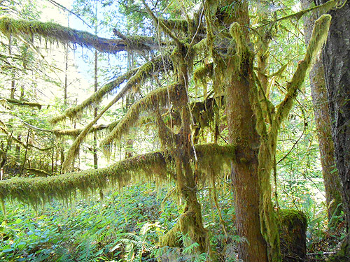 moss-draped trees, Upper Lyre River, Clallam County, Washington